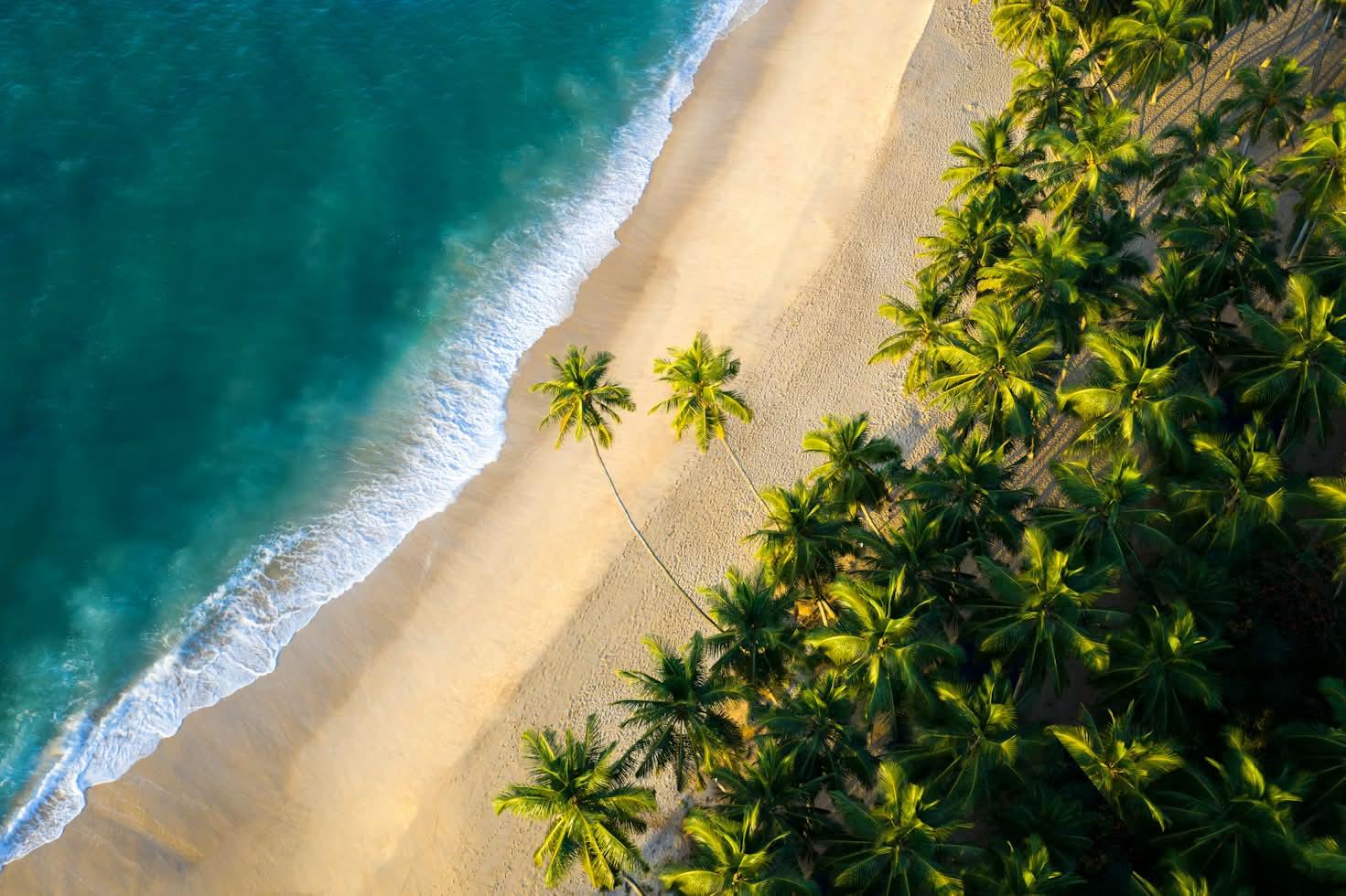 Aerial view of a Sri Lanka beach with palm trees and turquoise water